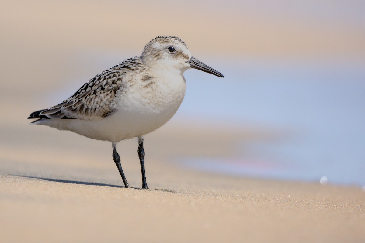 Sanderling - ML609394915