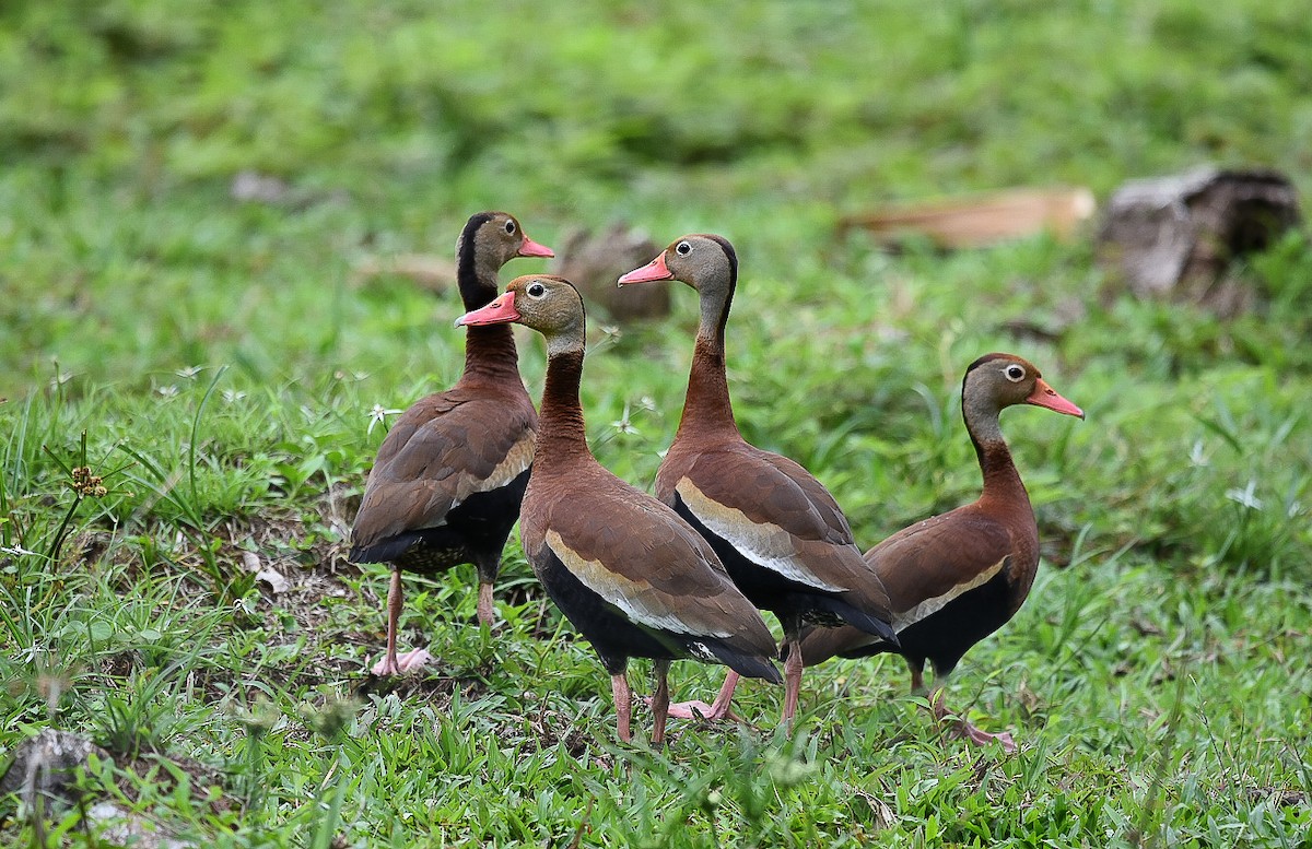 Black-bellied Whistling-Duck - ML609394958