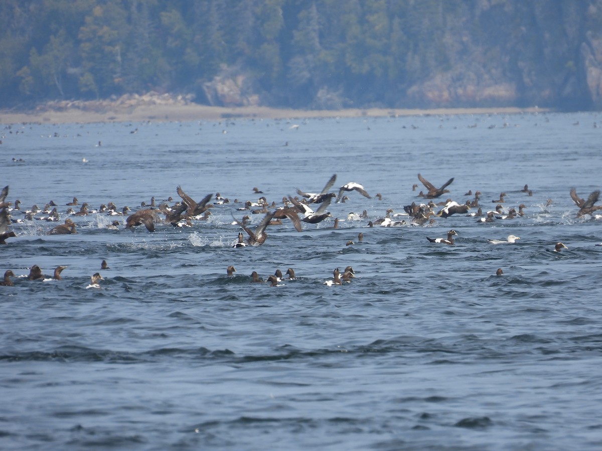 Common Eider - ML609395080