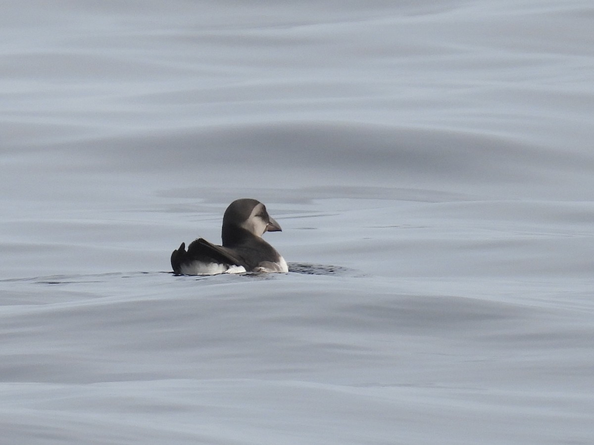 Atlantic Puffin - ML609395143