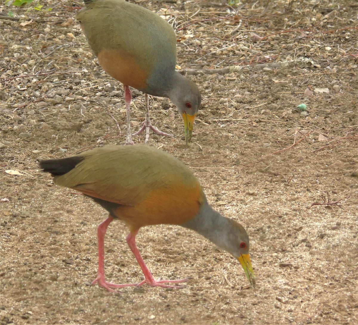 Gray-cowled Wood-Rail - ML609395222