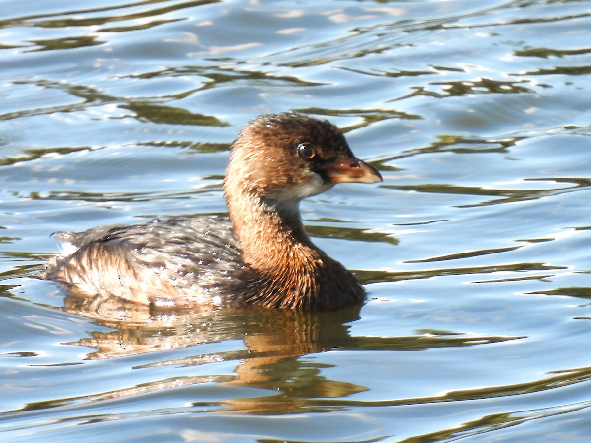 Pied-billed Grebe - Pam Hawkes
