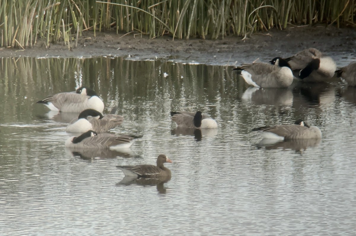 Greater White-fronted Goose - ML609395293