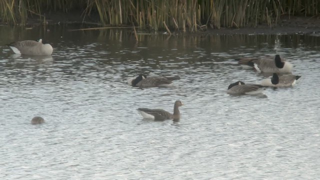 Greater White-fronted Goose - ML609395297