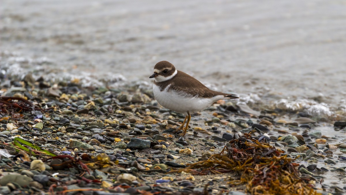 Semipalmated Plover - ML609395308