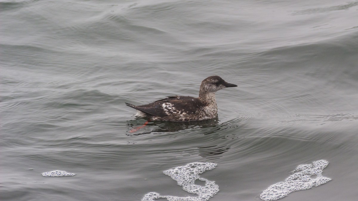 Black Guillemot - ML609395323