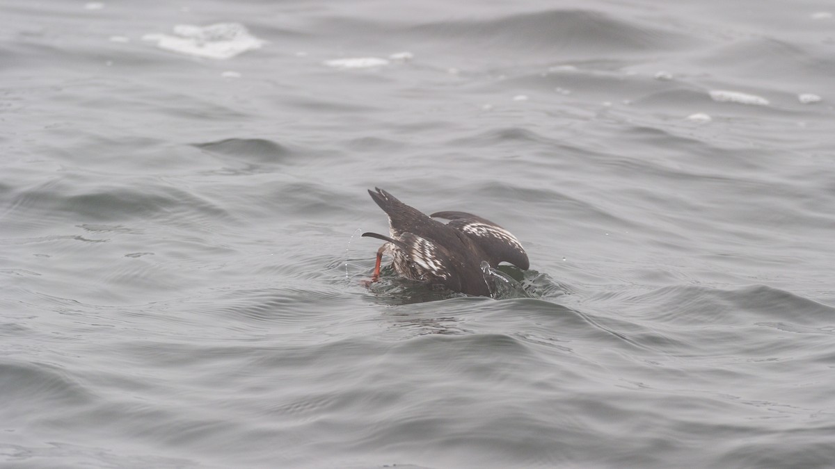 Black Guillemot - ML609395325