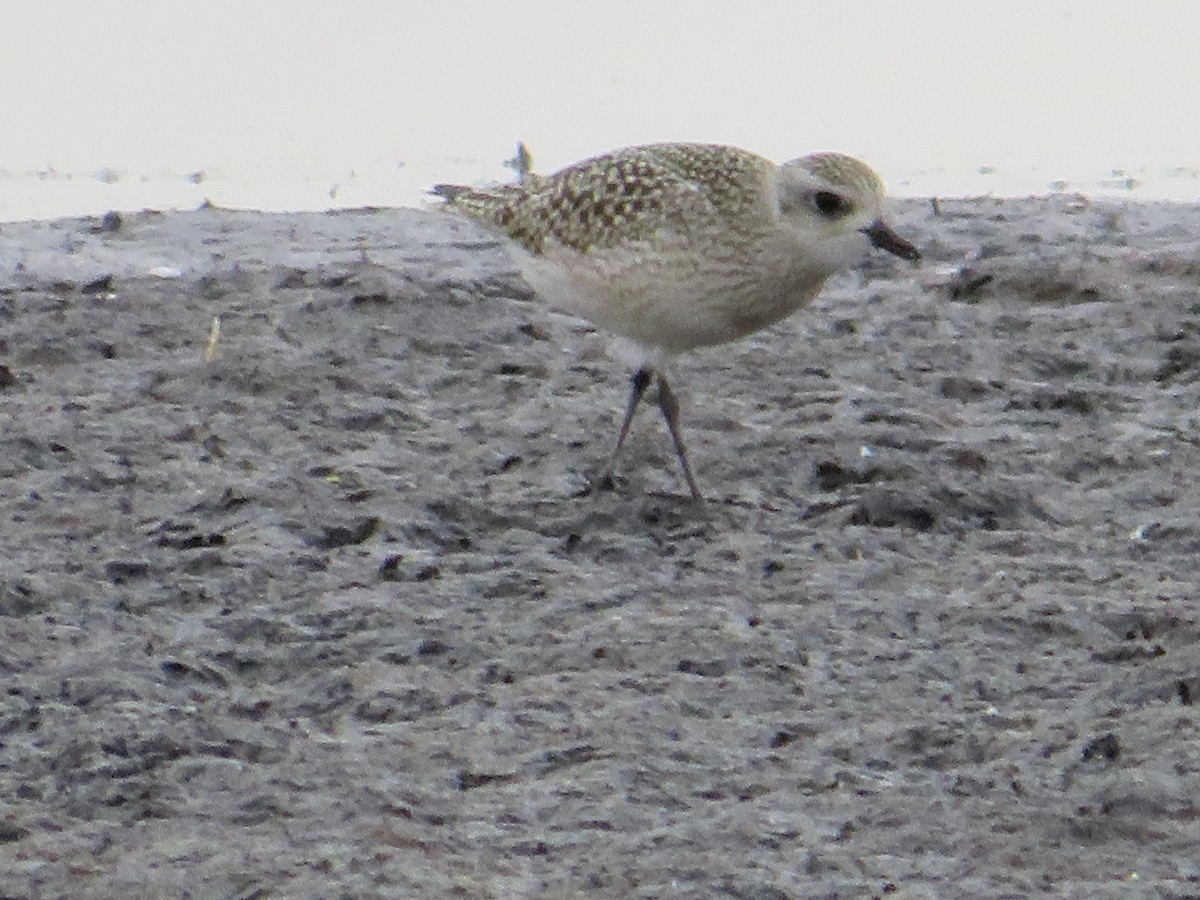 Black-bellied Plover - Cliff Long