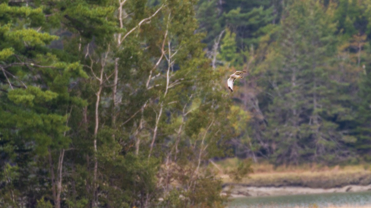 Northern Harrier - ML609395348