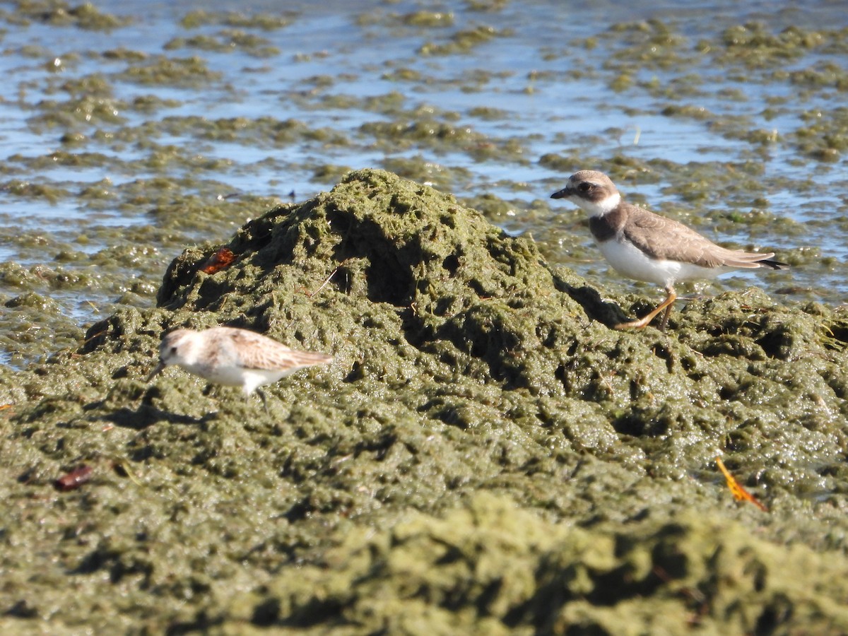 Semipalmated Plover - ML609395401