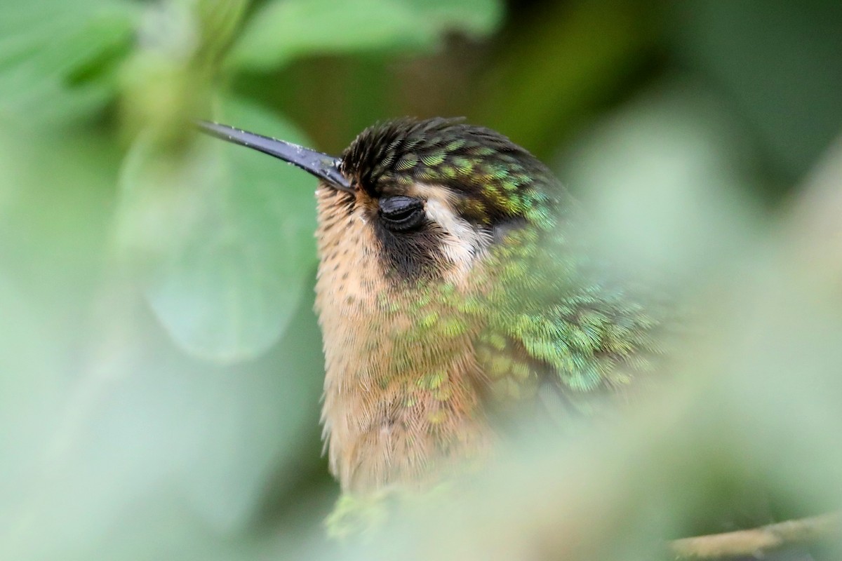 Speckled Hummingbird - Stephen Gast