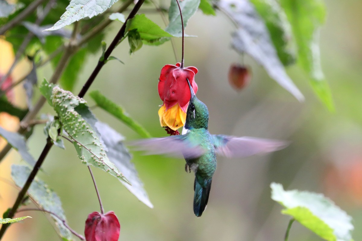 White-throated Daggerbill - ML609395605