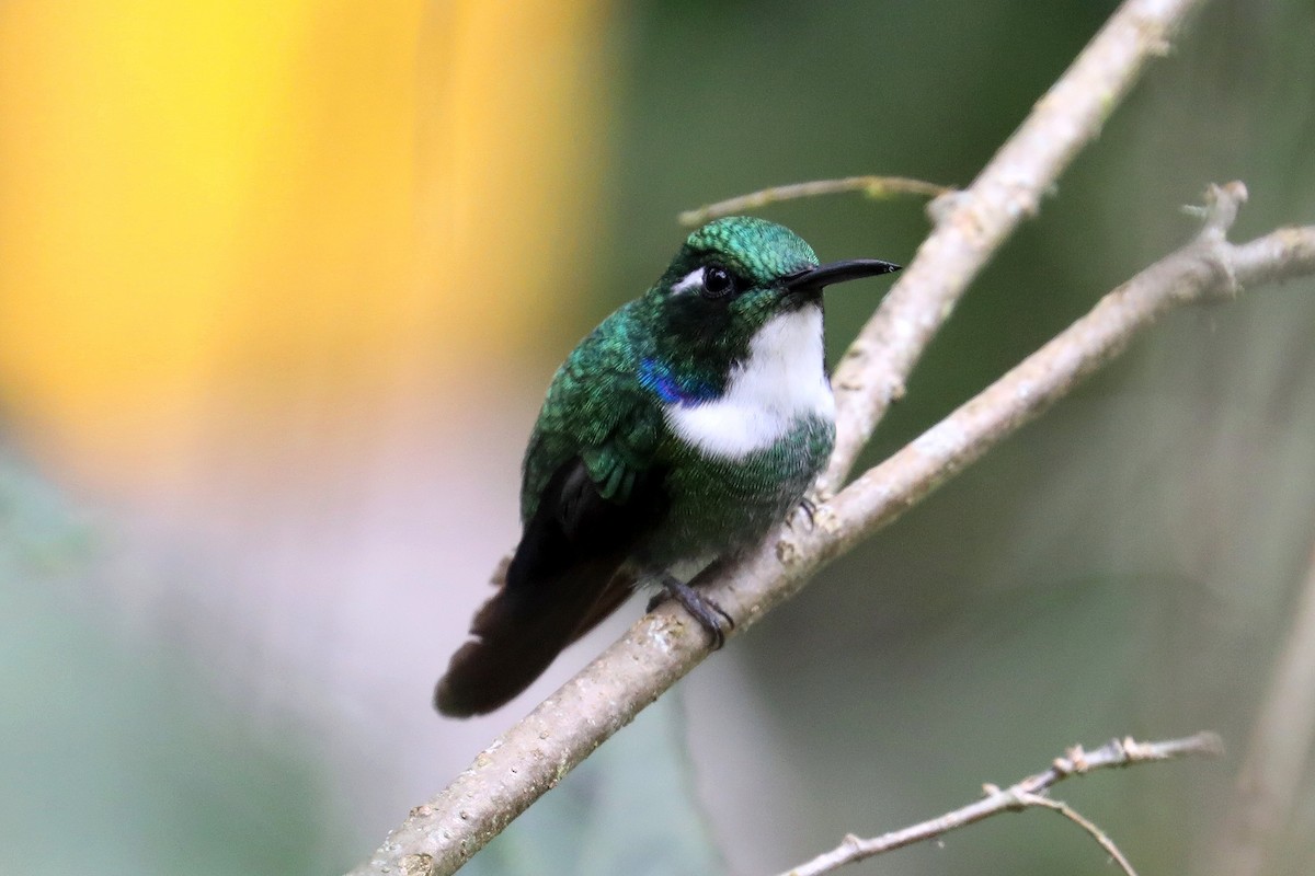 White-throated Daggerbill - Stephen Gast