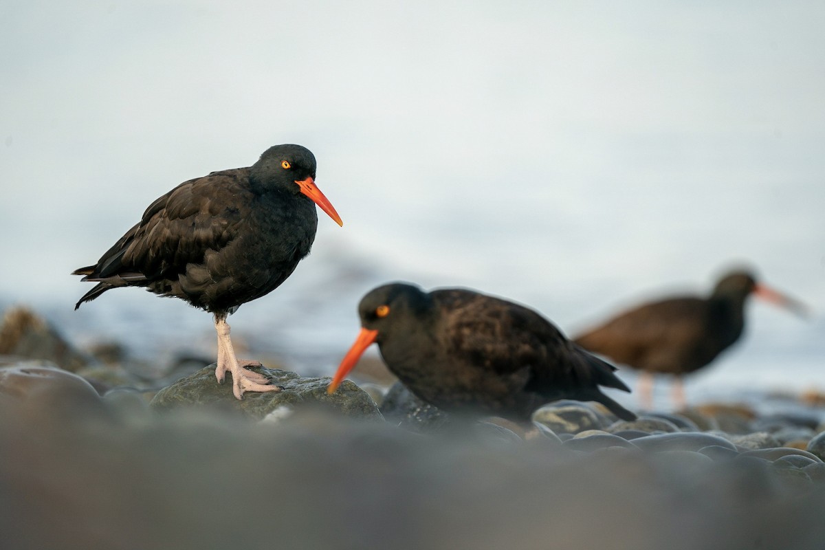 Black Oystercatcher - ML609395644