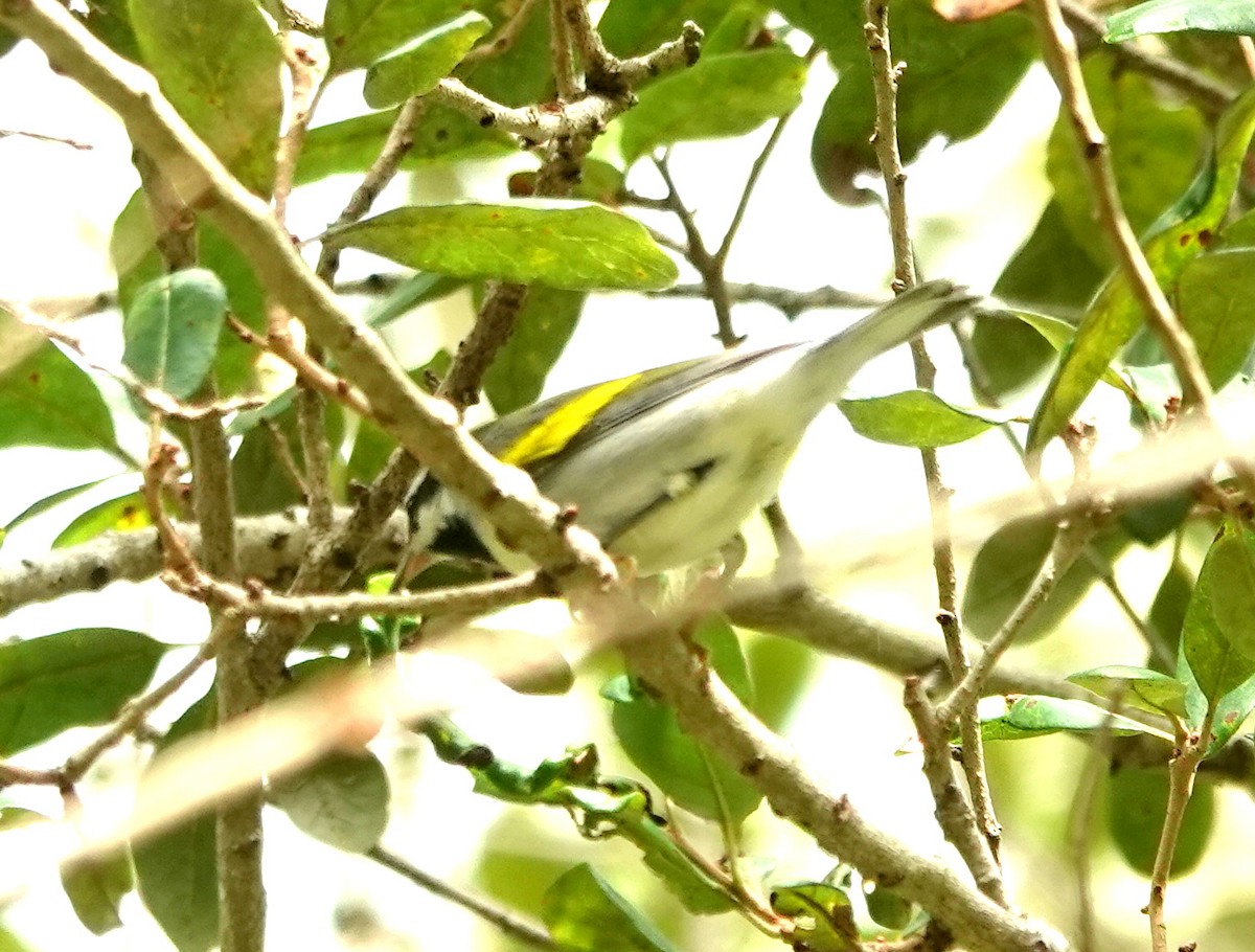 Golden-winged Warbler - Vicki Rogerson