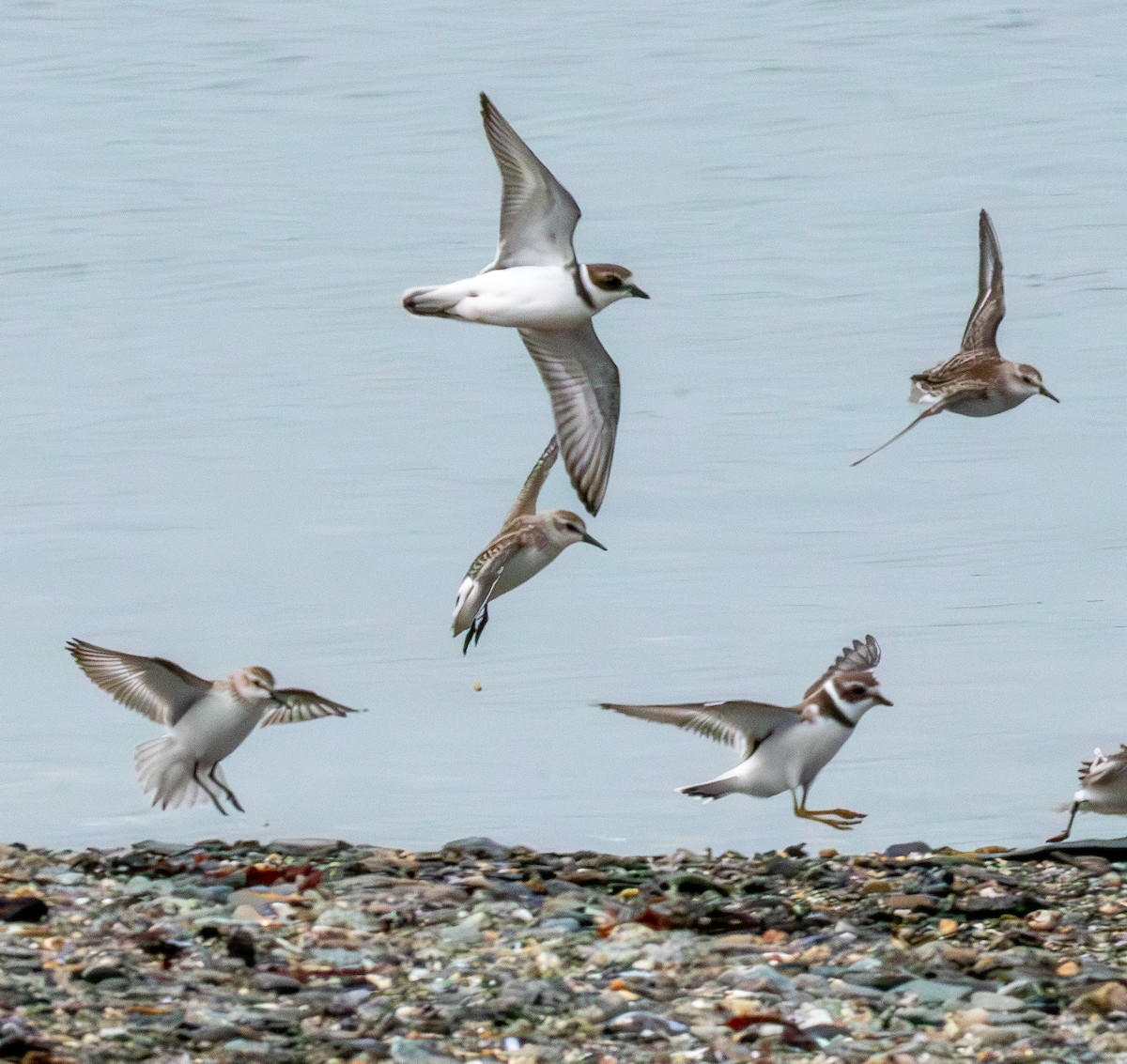 Semipalmated Plover - ML609395760