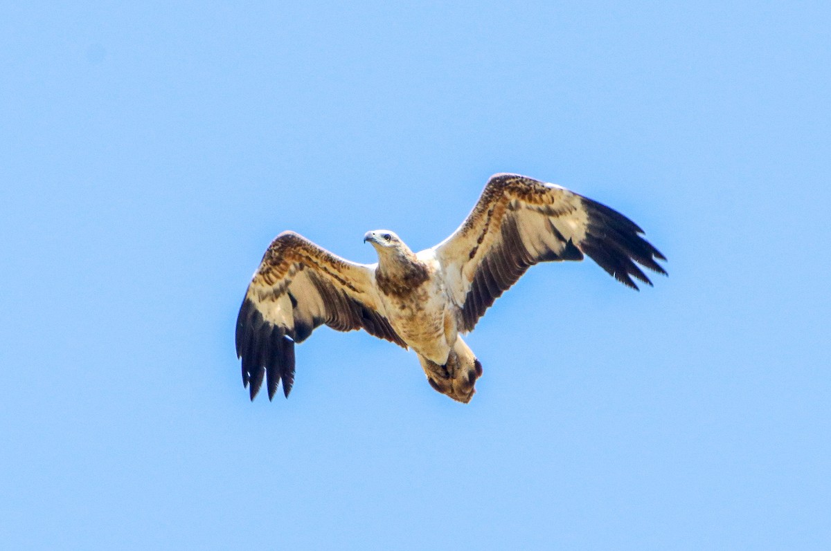 White-bellied Sea-Eagle - ML609395807