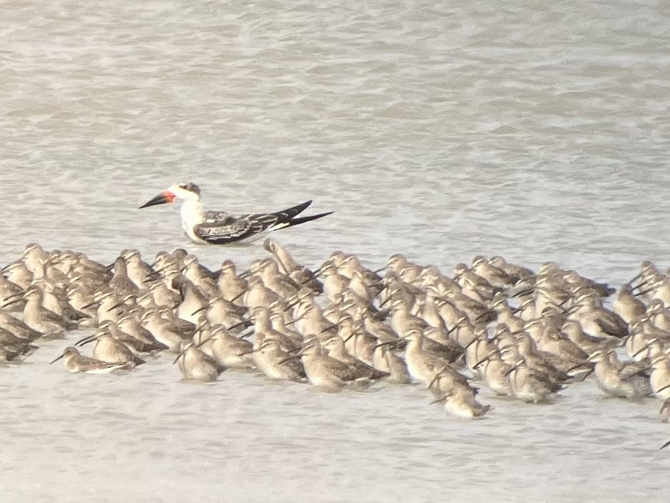 Black Skimmer - ML609395860