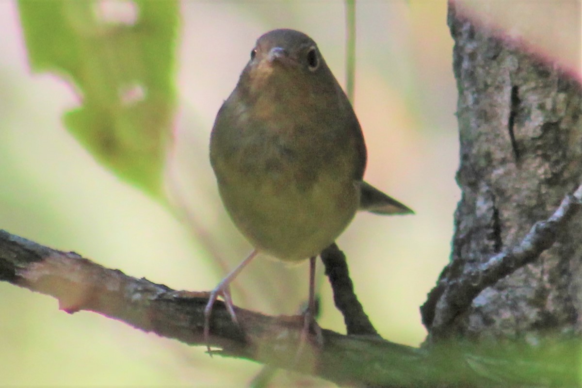 Augenring-Waldsänger - ML609395911