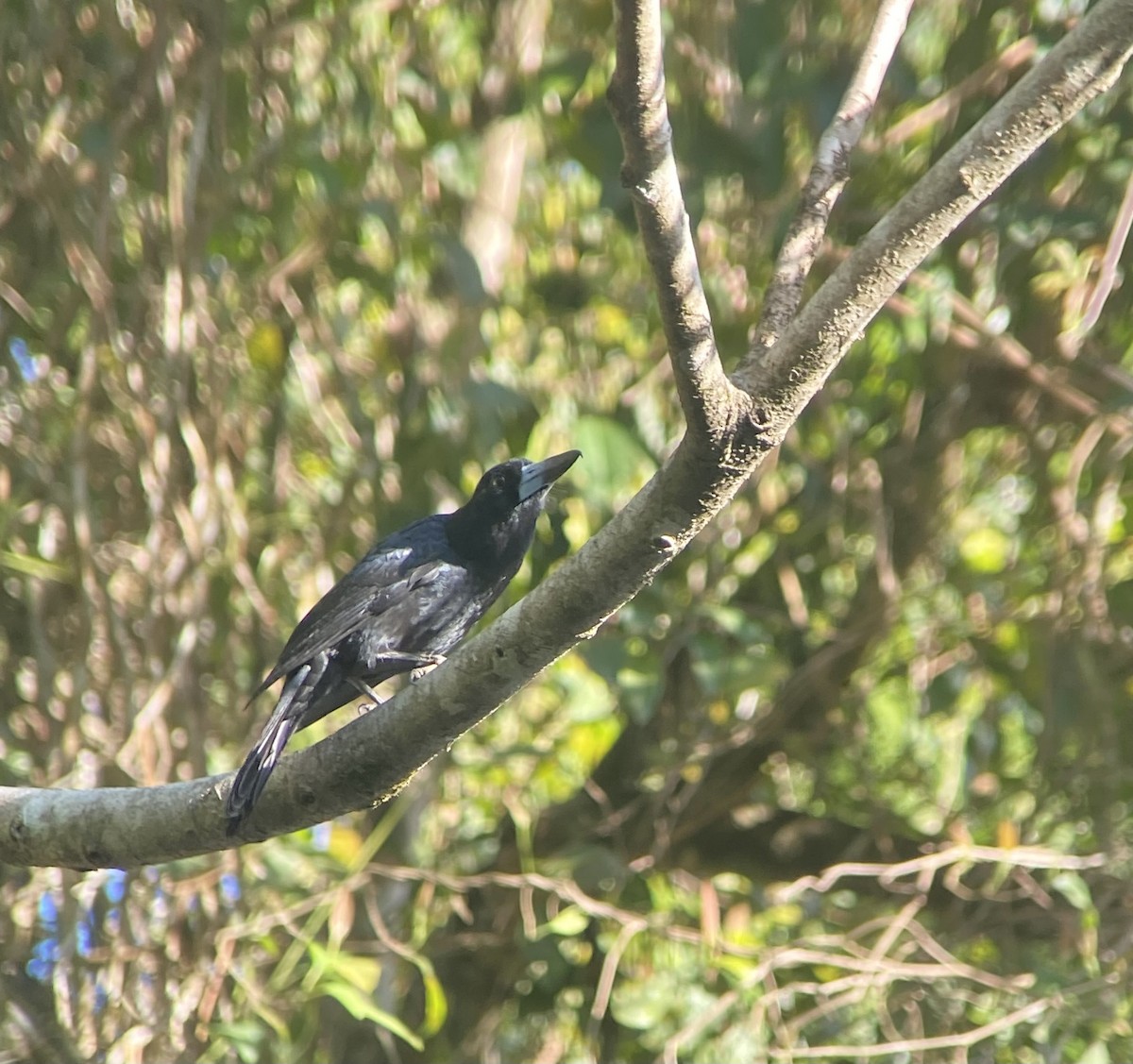 Black Butcherbird - ML609395931