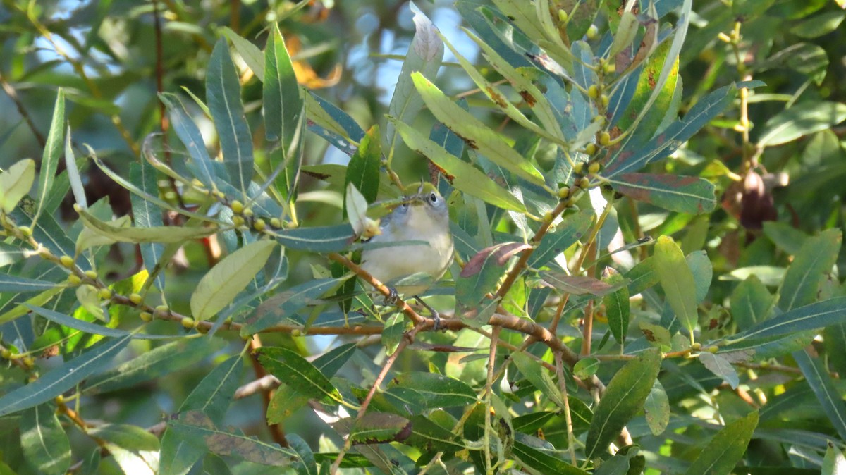 Chestnut-sided Warbler - ML609396030