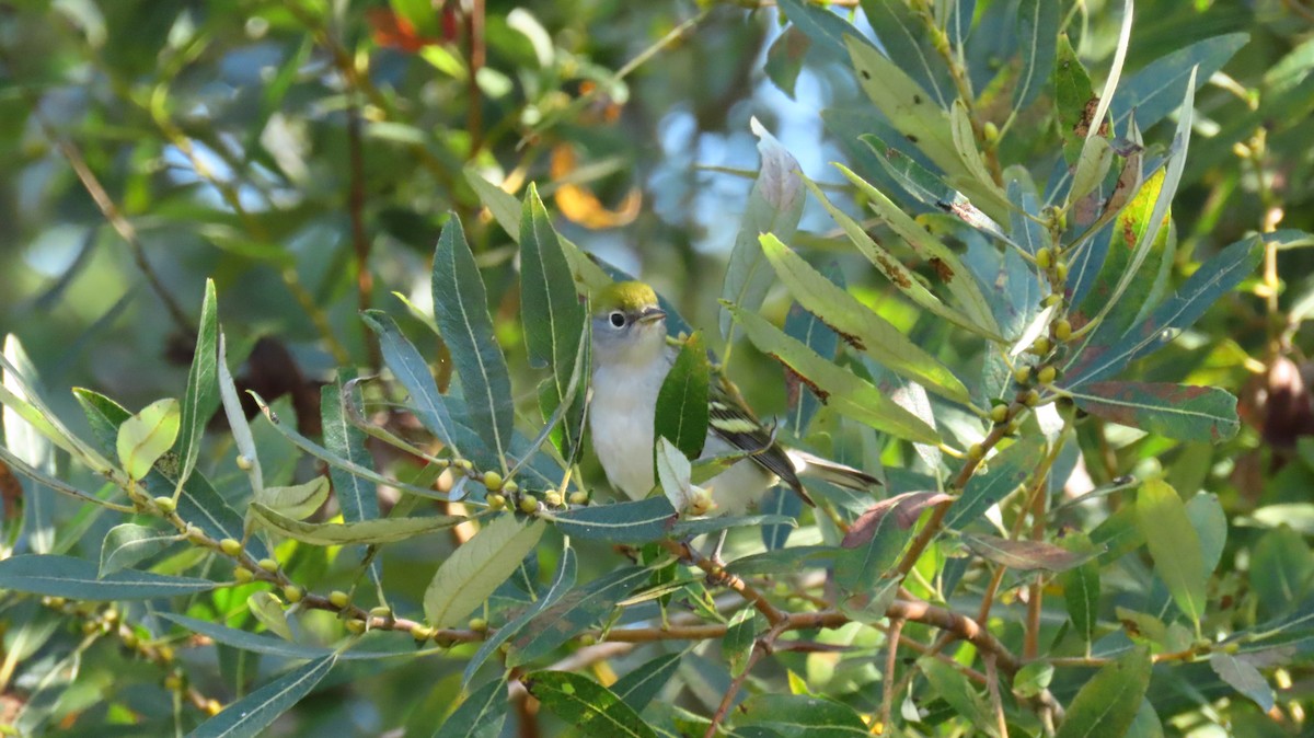 Chestnut-sided Warbler - ML609396032