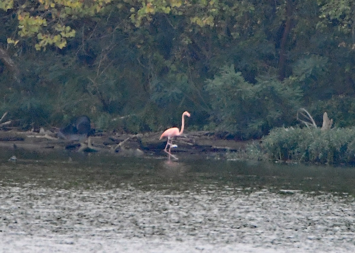 American Flamingo - ML609396131