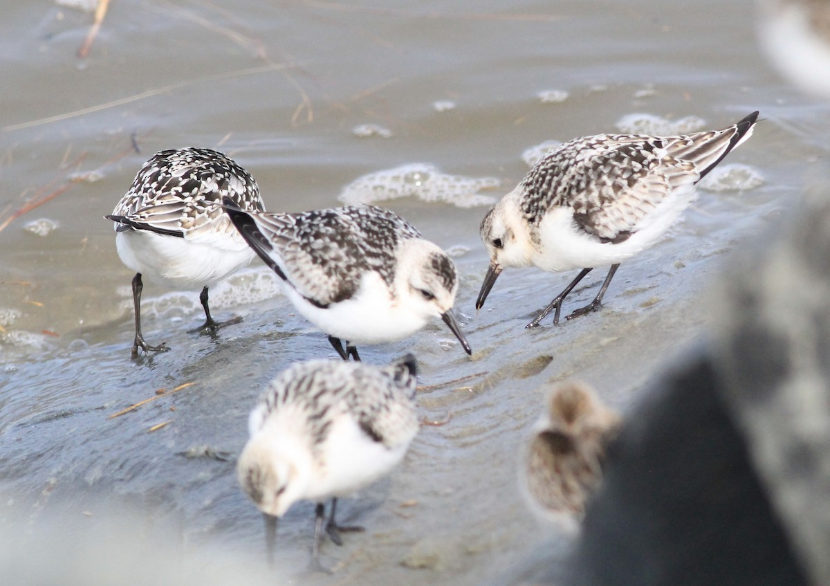 Bécasseau sanderling - ML609396164