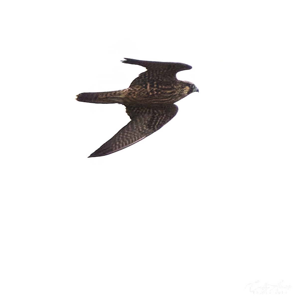 Peregrine Falcon - ML609396187