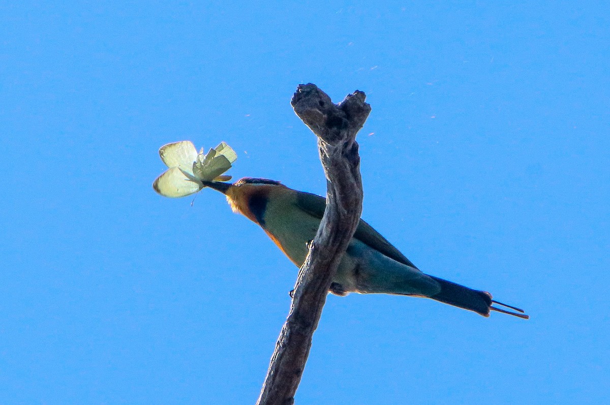 Rainbow Bee-eater - Sandra Gallienne