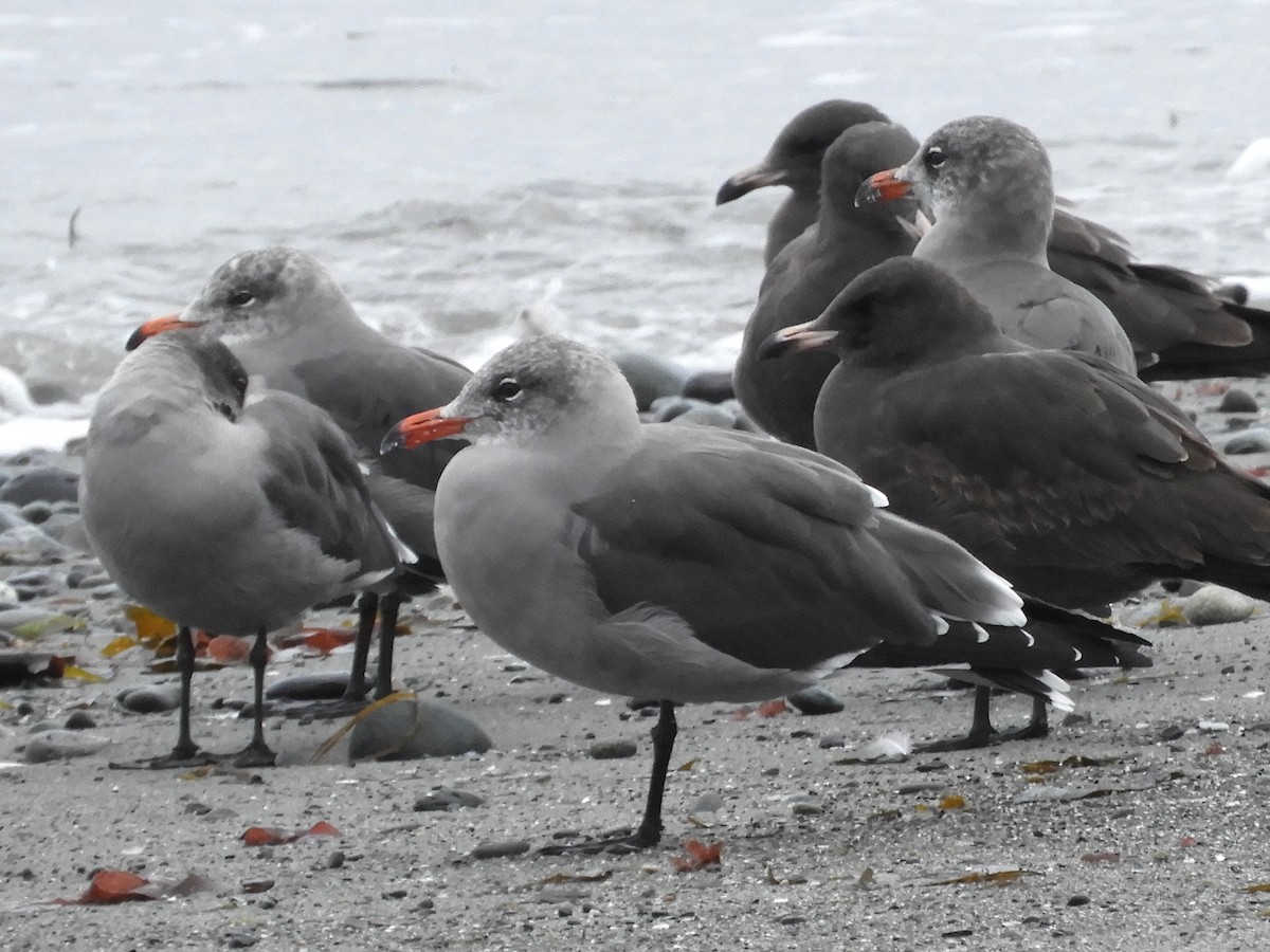 Heermann's Gull - ML609396216