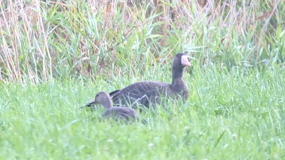 Greater White-fronted Goose (Tule) - ML609396229