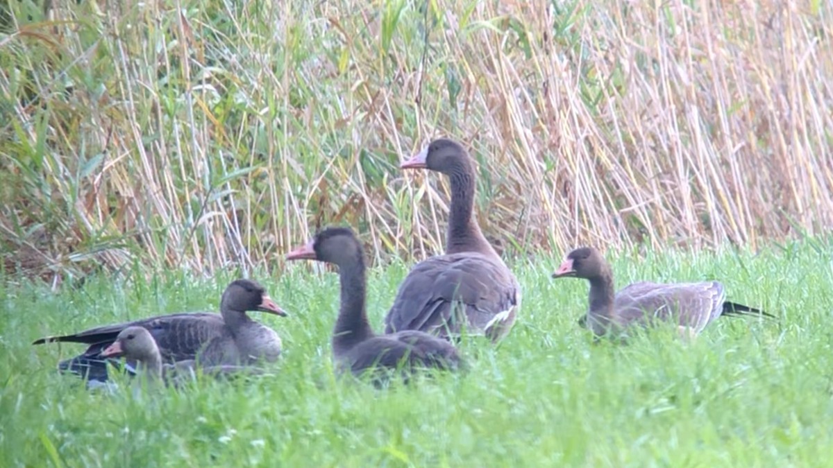 Greater White-fronted Goose (Tule) - ML609396250