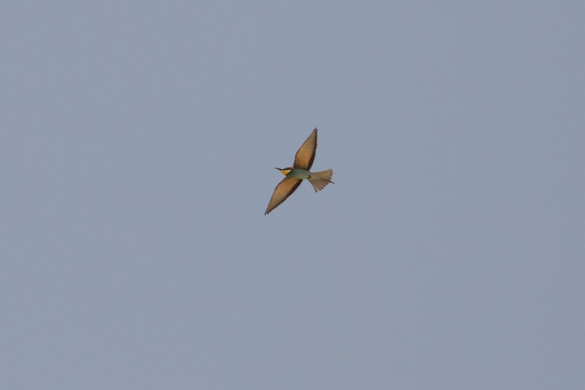 European Bee-eater - ML609396679