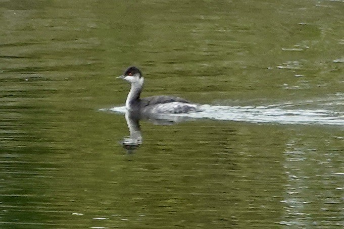 Eared Grebe - ML609396688