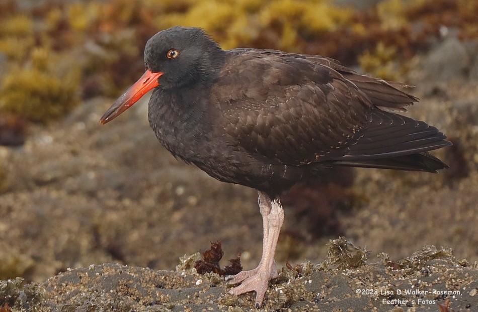 Black Oystercatcher - Lisa Walker-Roseman