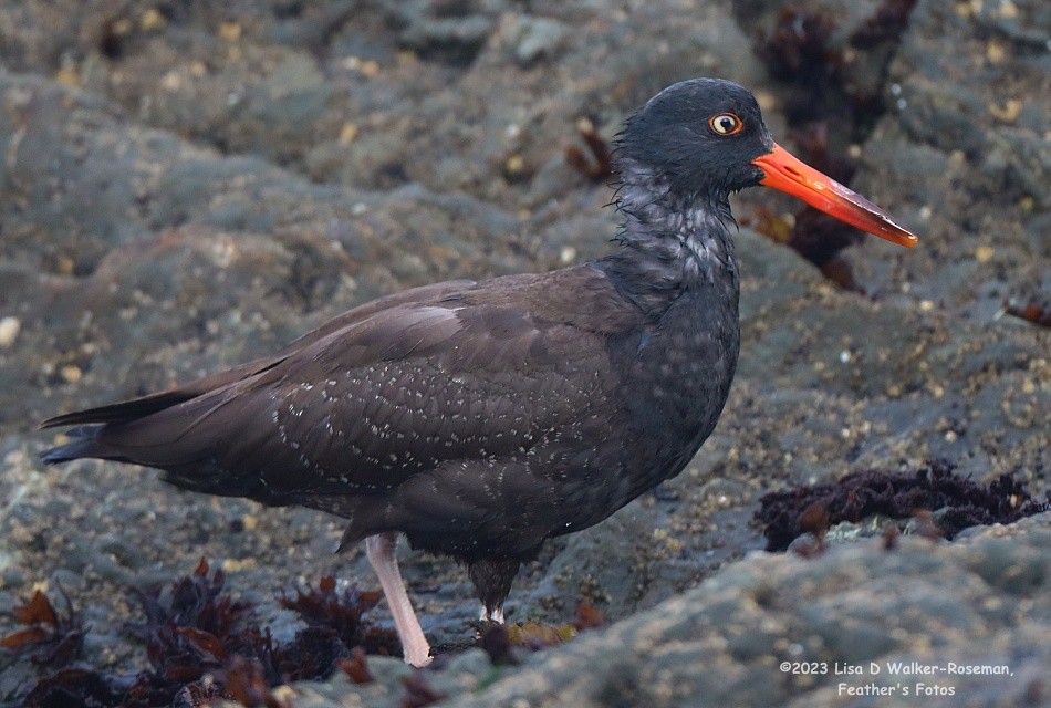 Black Oystercatcher - ML609396723