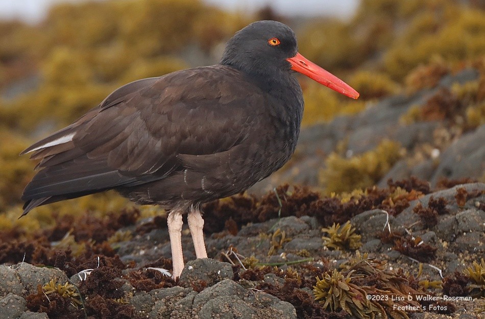 Black Oystercatcher - Lisa Walker-Roseman