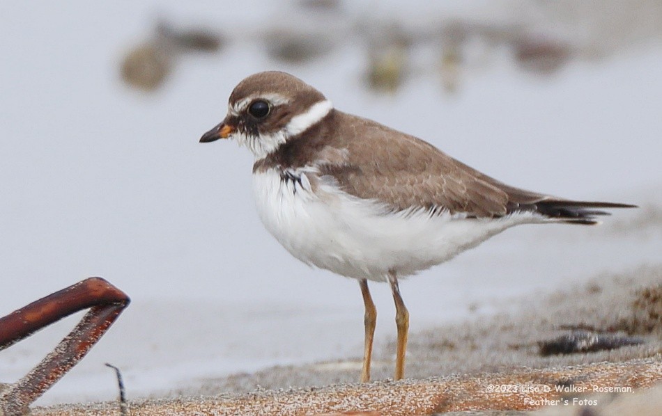 Semipalmated Plover - ML609396804