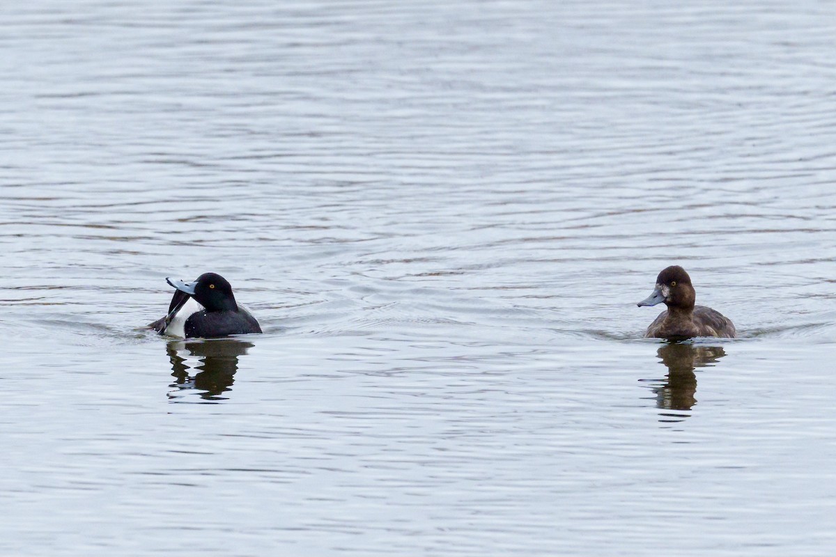 Lesser Scaup - Brock Gunter-Smith