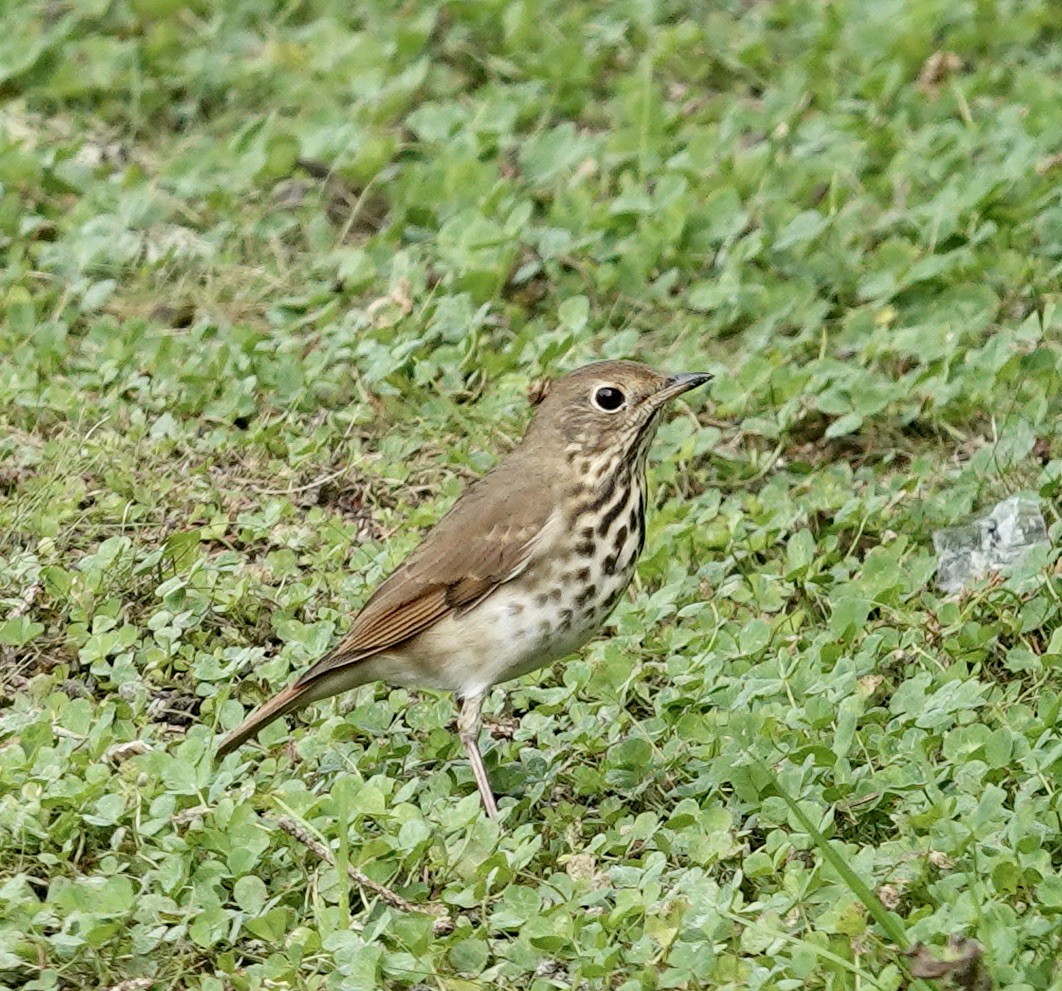 Hermit Thrush - Gail Glasgow