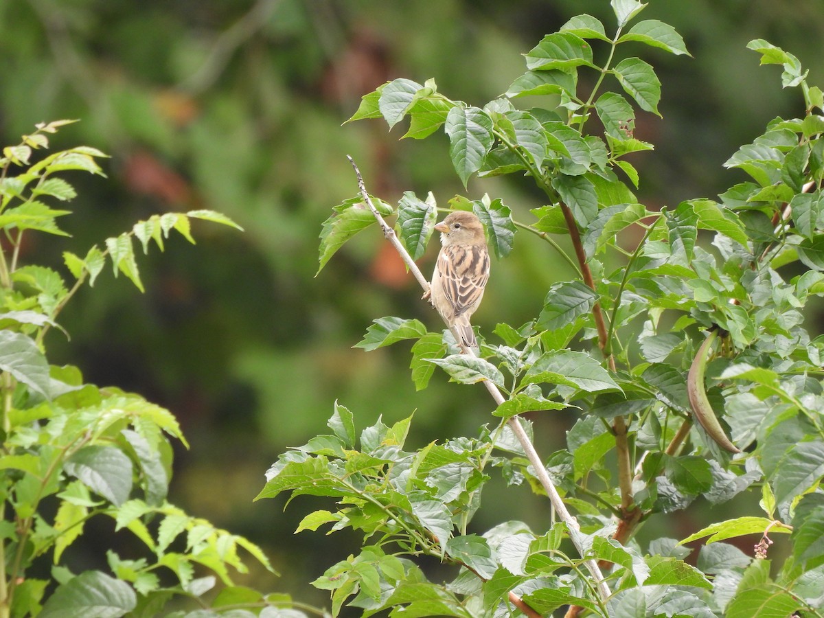 House Sparrow - ML609397174