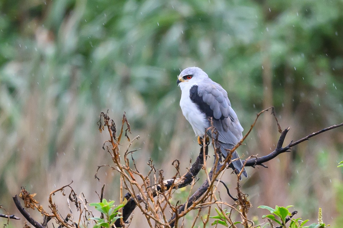Black-winged Kite - Stephen Davies