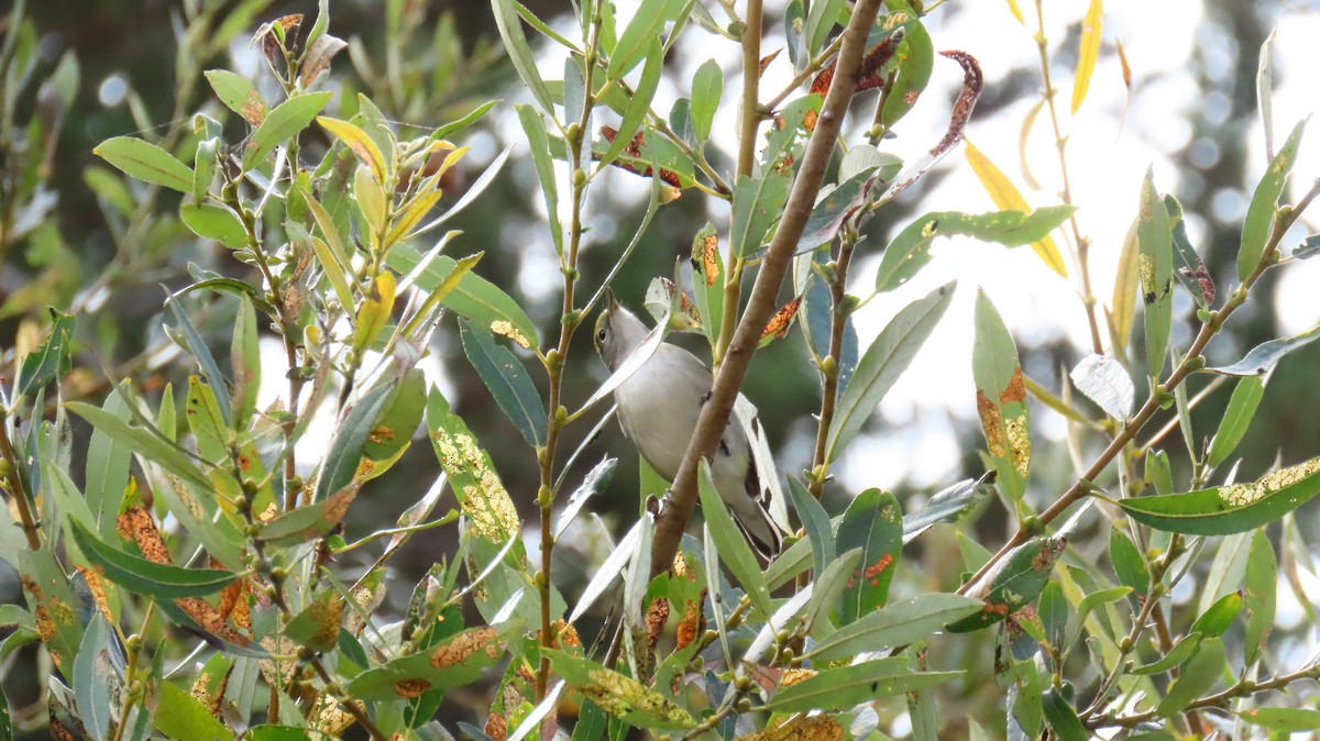 Chestnut-sided Warbler - ML609397226