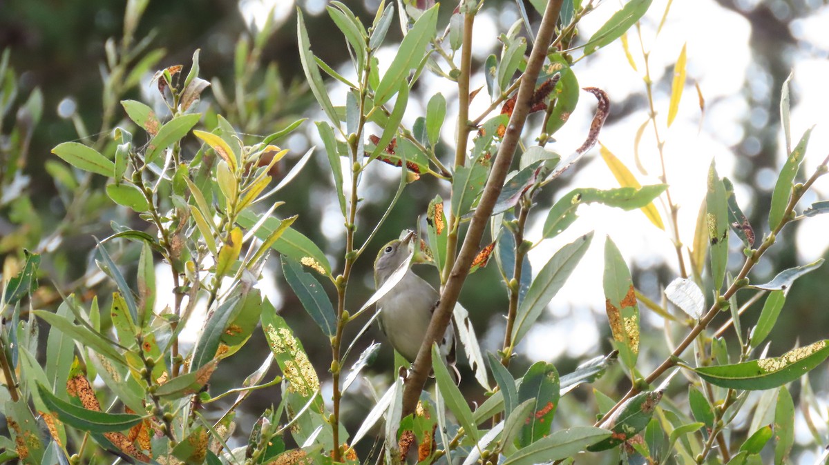 Chestnut-sided Warbler - ML609397229