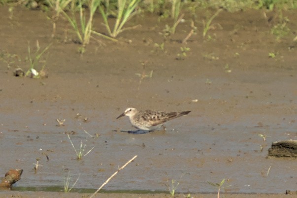 White-rumped Sandpiper - ML609397262