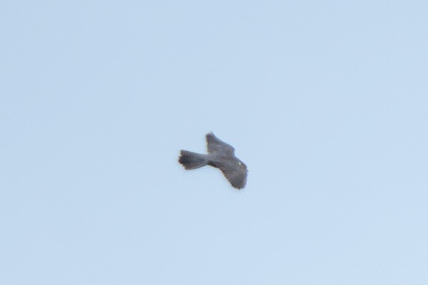 Peregrine Falcon - ML609397263