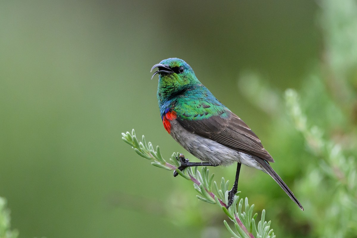 Southern Double-collared Sunbird - ML609397270