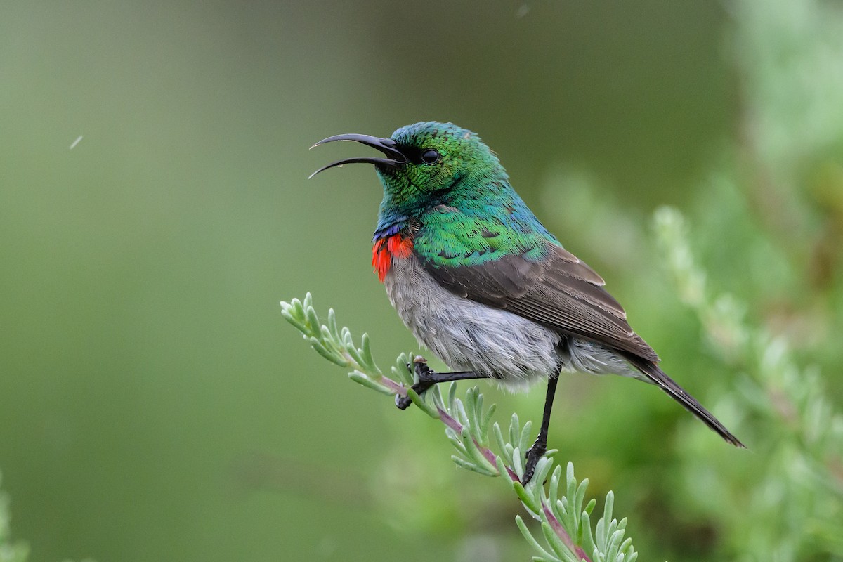 Southern Double-collared Sunbird - ML609397271