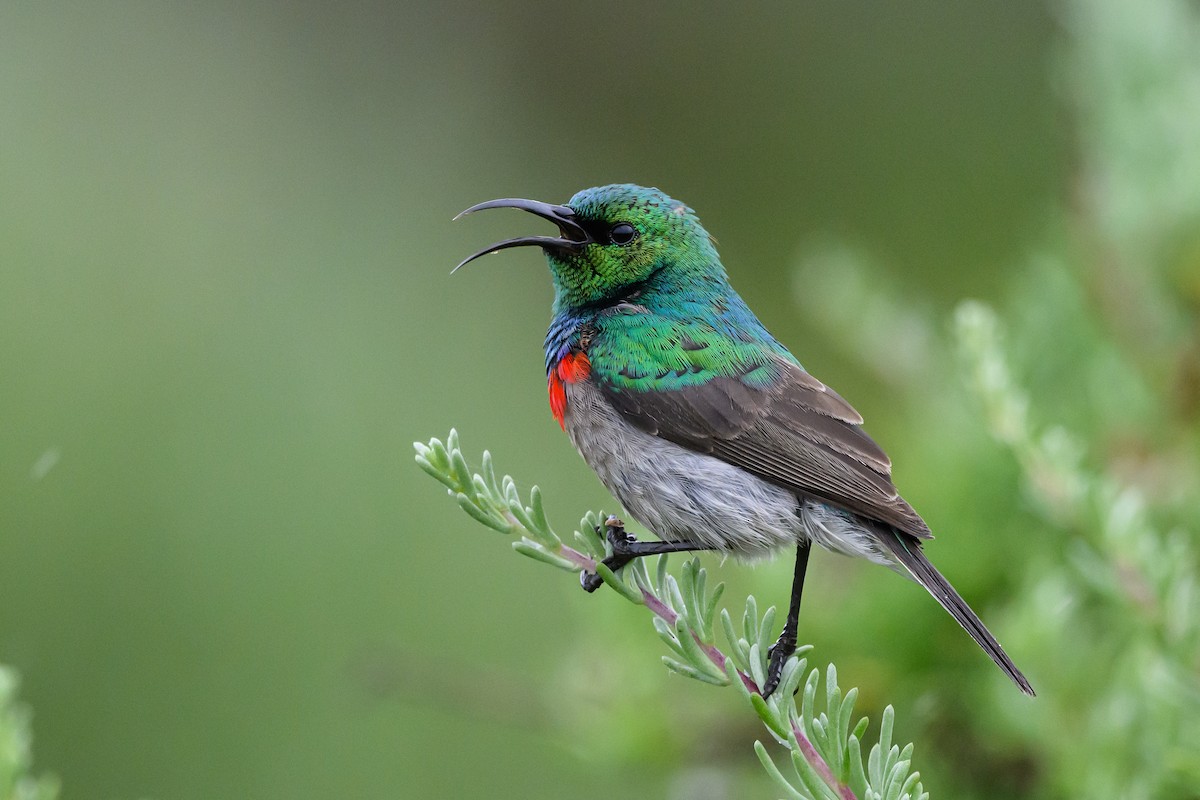 Southern Double-collared Sunbird - ML609397272